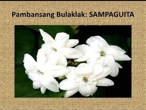 ano ang pambansang puno ng pilipinas|Sampaguita .